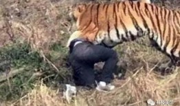 成都老虎爆料视频最新