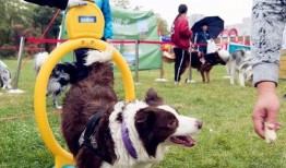 今日动物爆料最新消息图片,奇趣瞬间，捕捉动物界的瞬间精彩