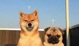 巴哥最新爆料萨博,萨博最新动态大曝光！