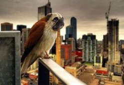 八哥最新爆料新闻直播