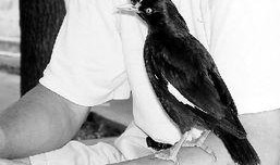 八哥最新爆料新闻直播