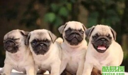 八哥最新爆料新闻视频,最新爆料新闻视频深度解析