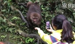猴子爆料最新视频大全在线观看,最新视频大全精彩瞬间，在线观看不容错过！
