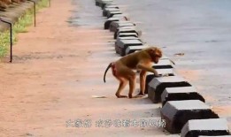 猴子爆料最新视频大全在线观看,最新视频大全精彩瞬间，在线观看不容错过！