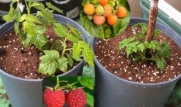 树莓最新爆料视频,揭秘神秘功能与惊艳外观