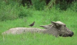 八哥最新爆料新闻视频,最新爆料新闻视频深度解析