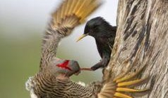 八哥最新爆料新闻视频,最新爆料新闻视频深度解析